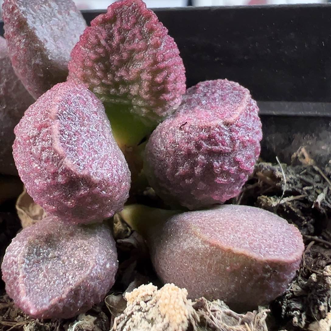 茶 玫红色颗粒款实生