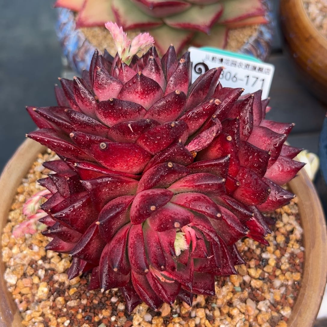 多肉一物一拍0306-171