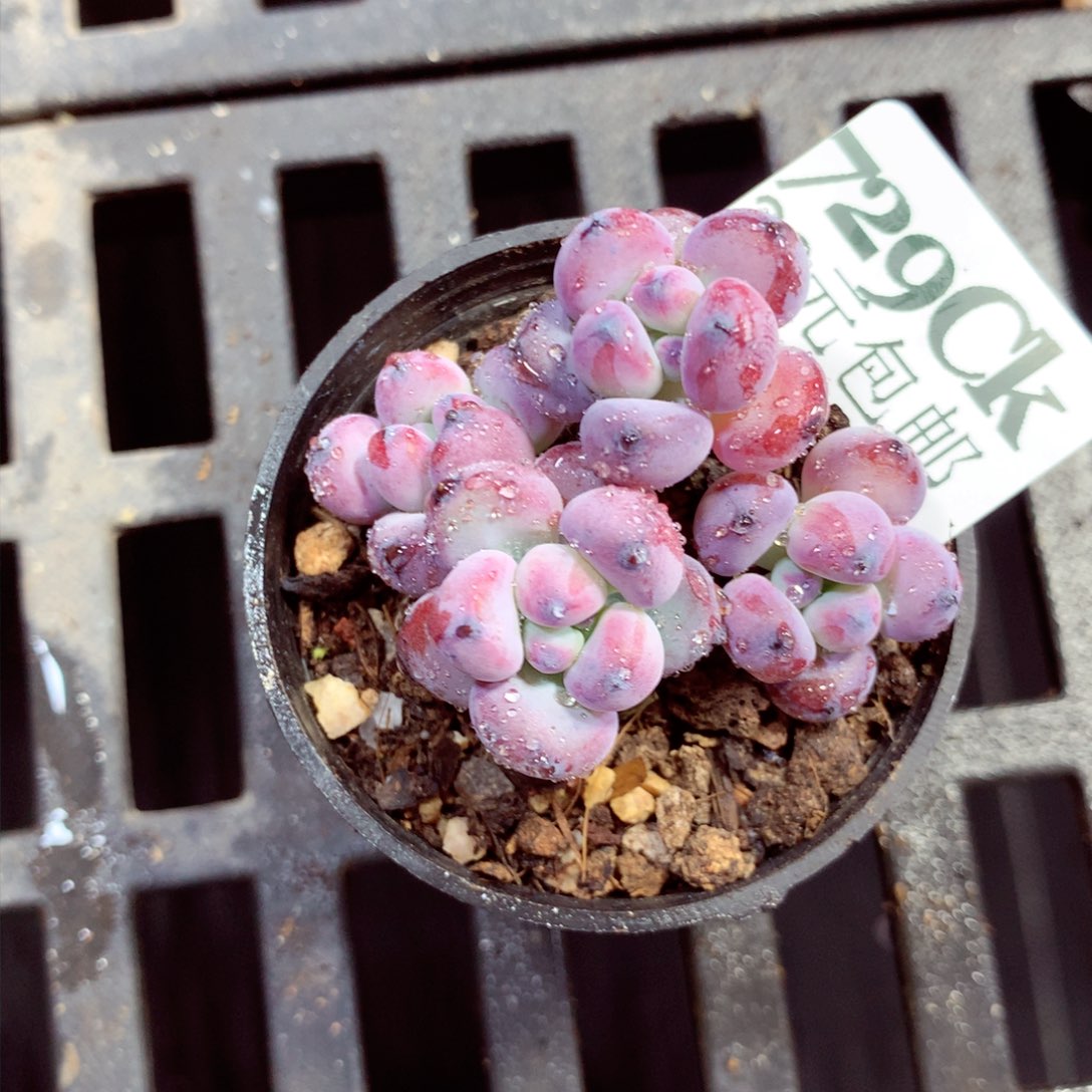 5厘米盆精控多肉729