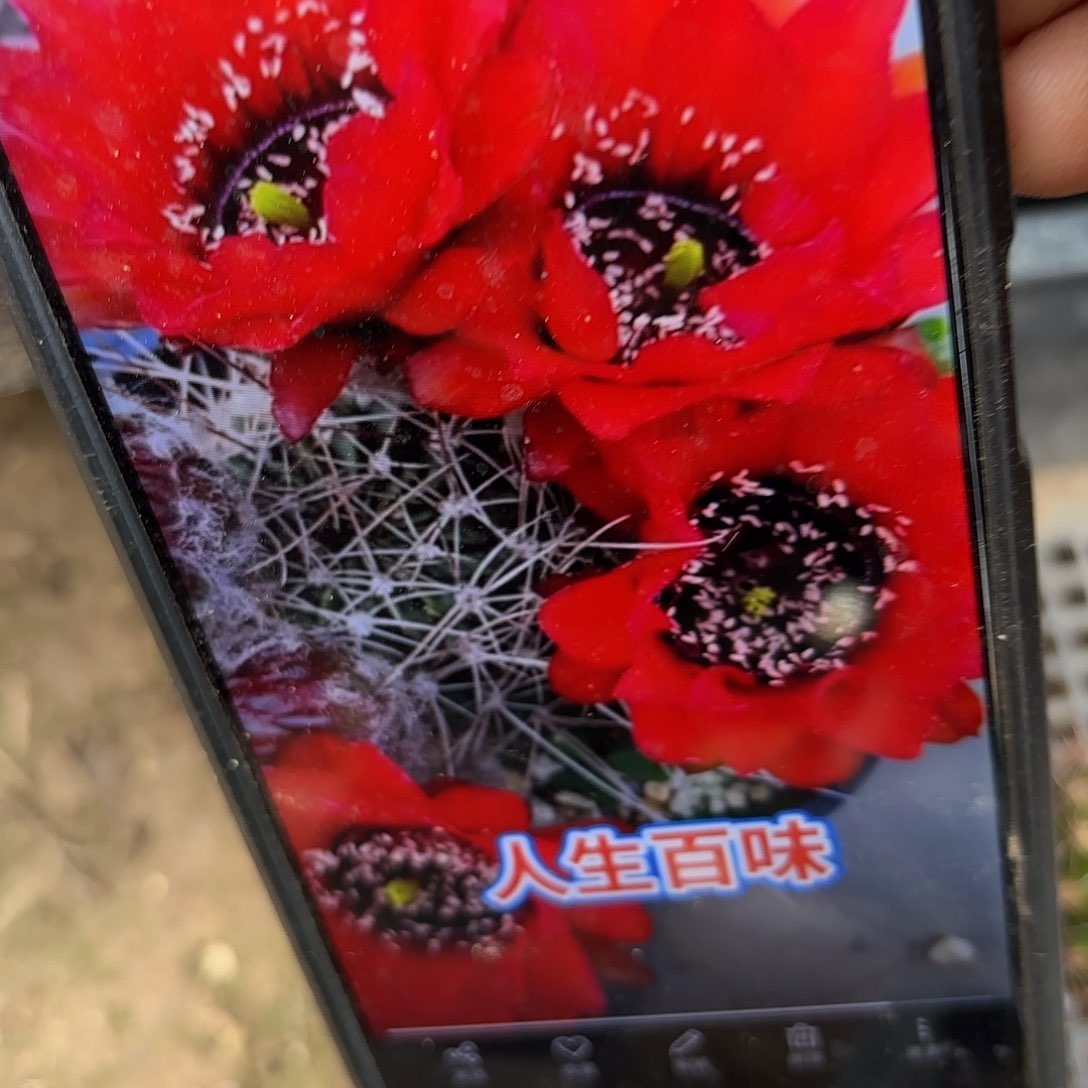 红黑喉丽花瑕侧牙20包邮仙人球