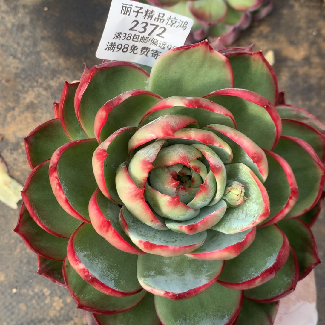 2372号多肉植物惊鸿14厘米