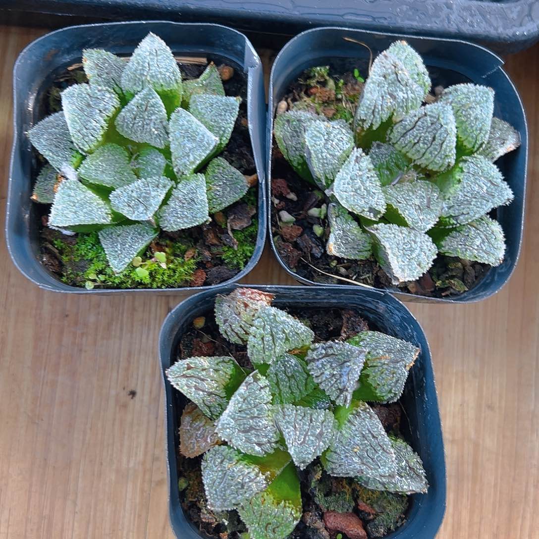 聚味城玉露多肉多肉一颗