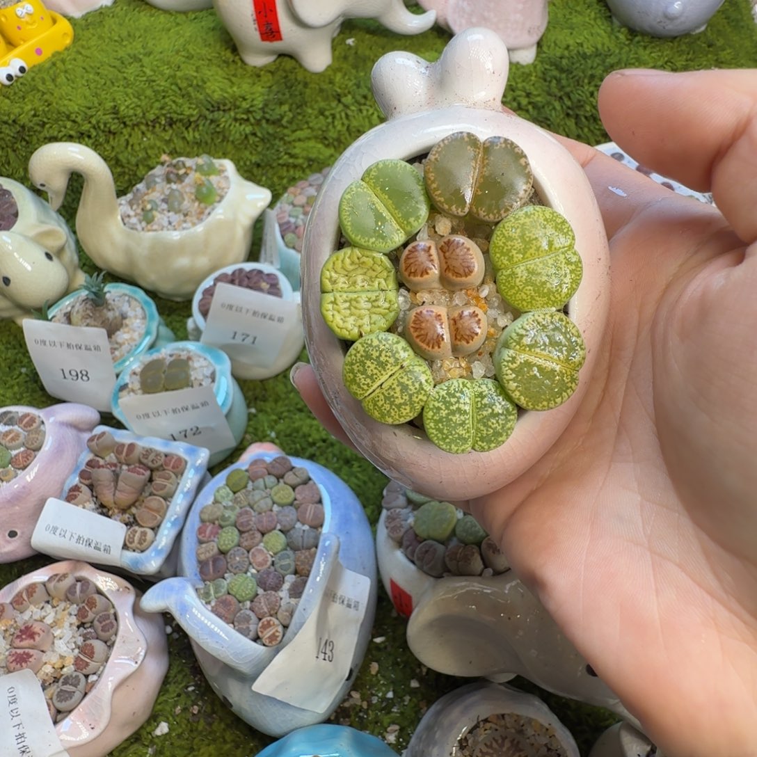 浮***水多肉葡萄的味道304