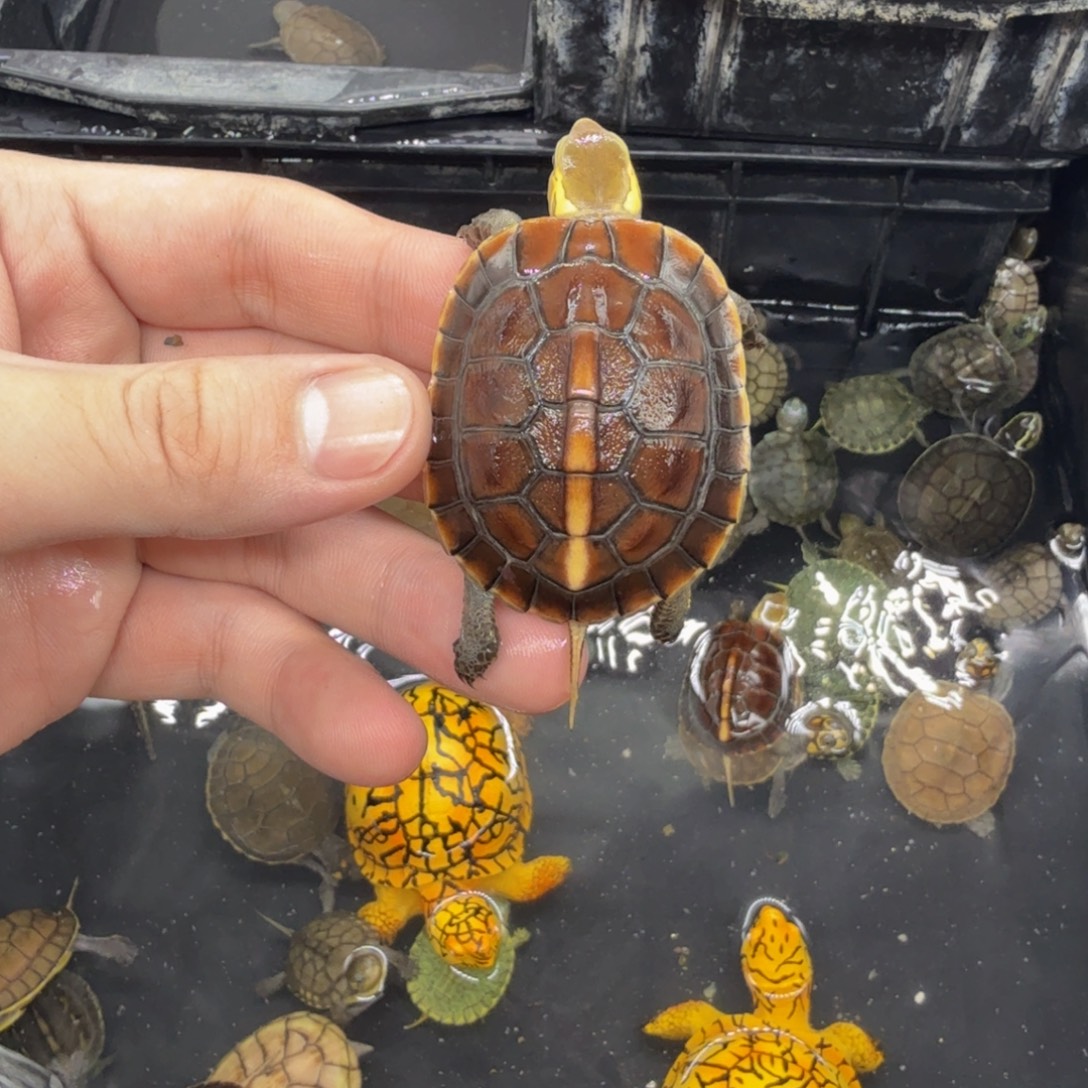 不分公母宠物龟皖西缘