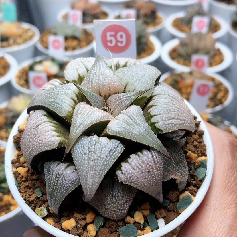 【闪购商品】59吕之星