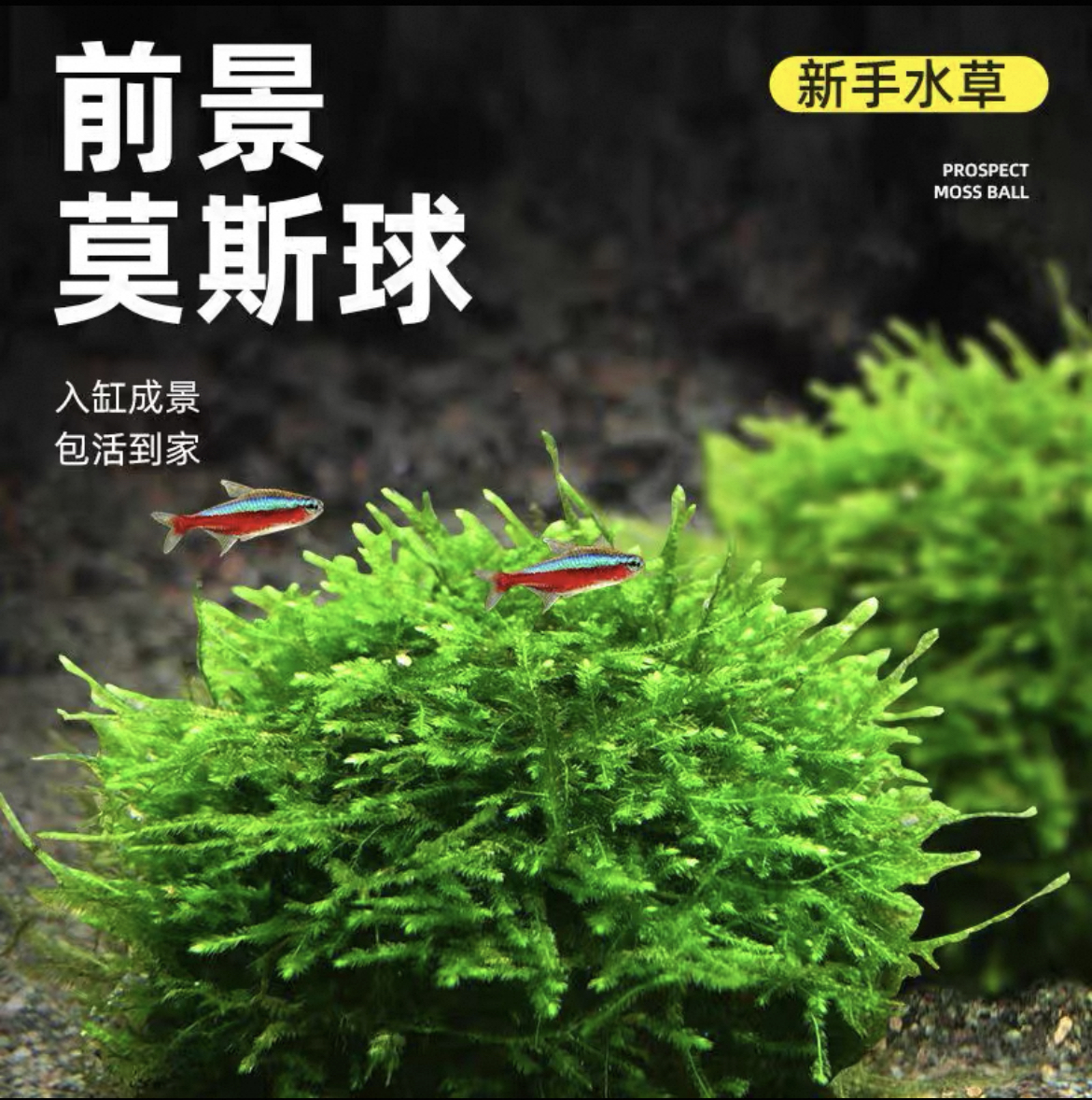【买一送一】莫斯半球前景草水草耐活好养阴性水草