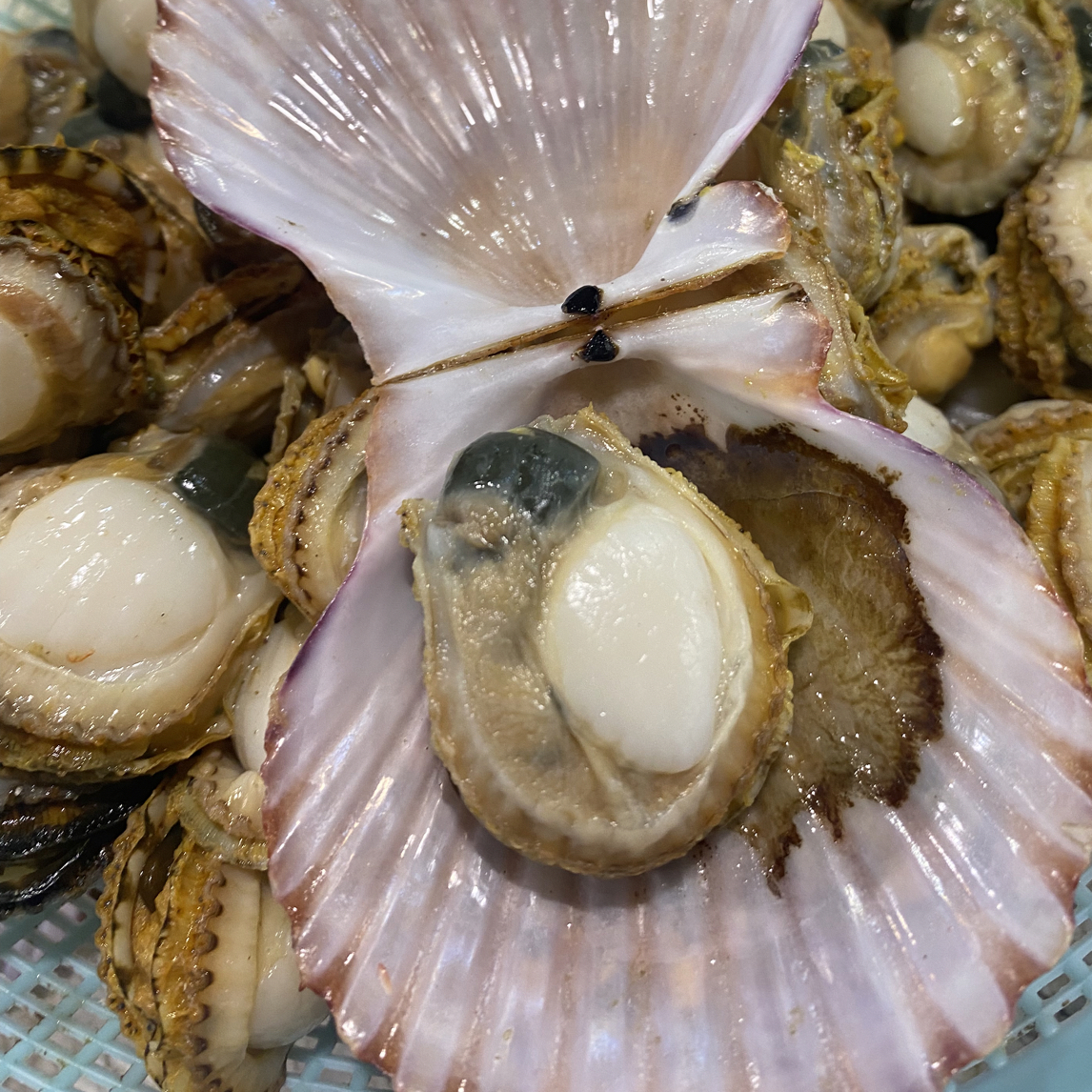 港湾贝扇贝 扇贝肉 肉质细嫩 贝丁鲜甜口感