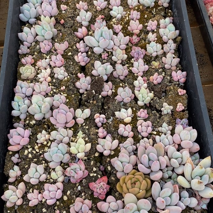 783多肉植物去年种植面积