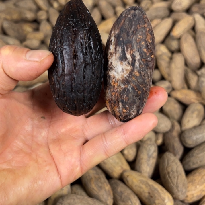 吊坠千眼菩提千眼菩提 66 号。