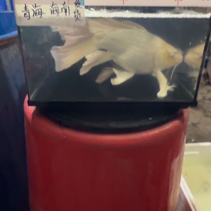 蝴蝶鲤鱼蝴蝶鲤包邮148