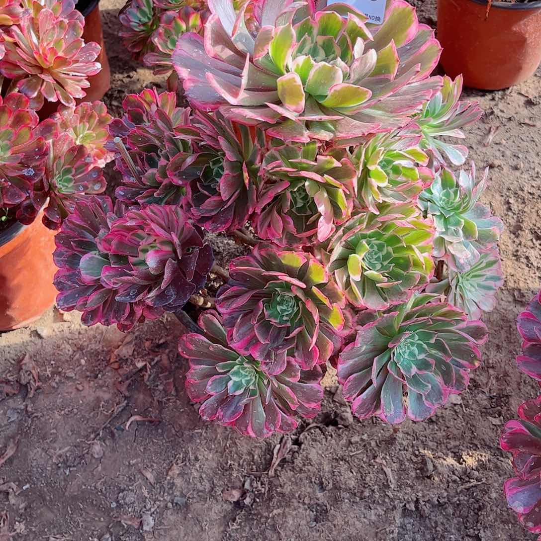 无花朵多肉植物霁月185