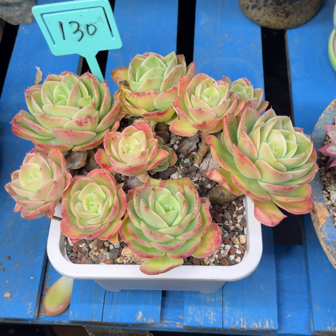 小雨多肉星娜塔群