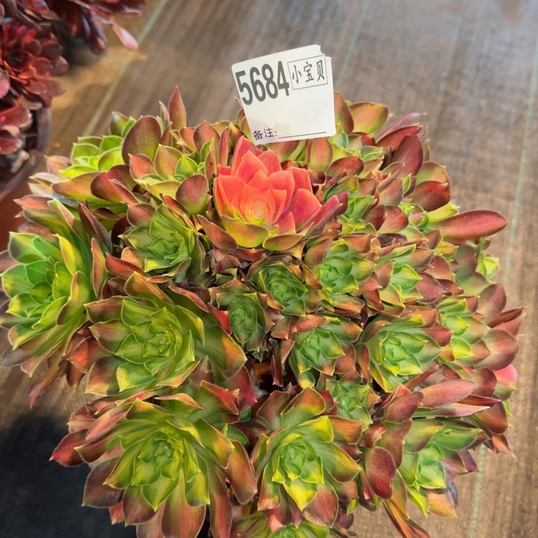 5684多肉韶华多肉多肉