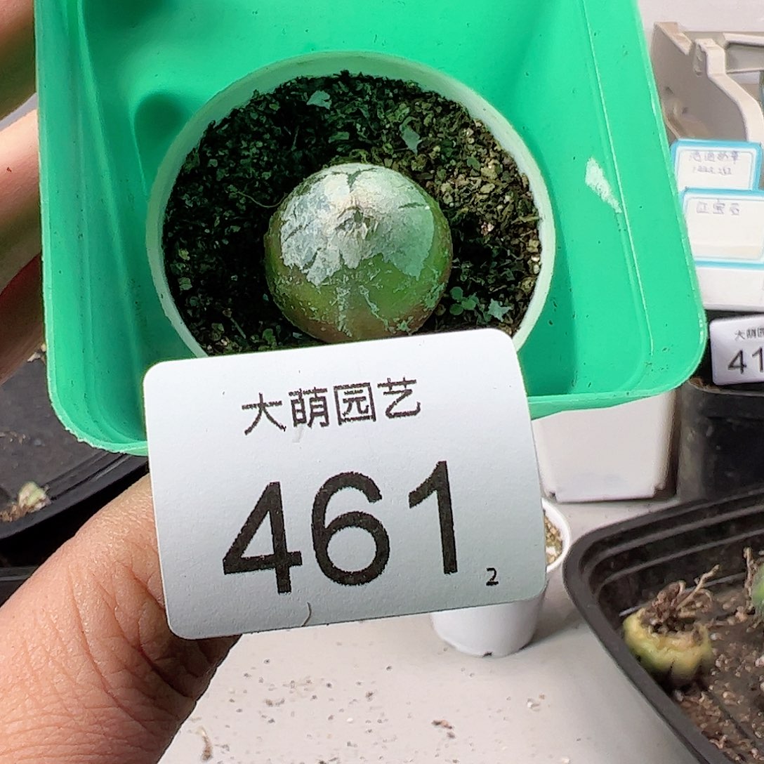 0000461 一物一拍……