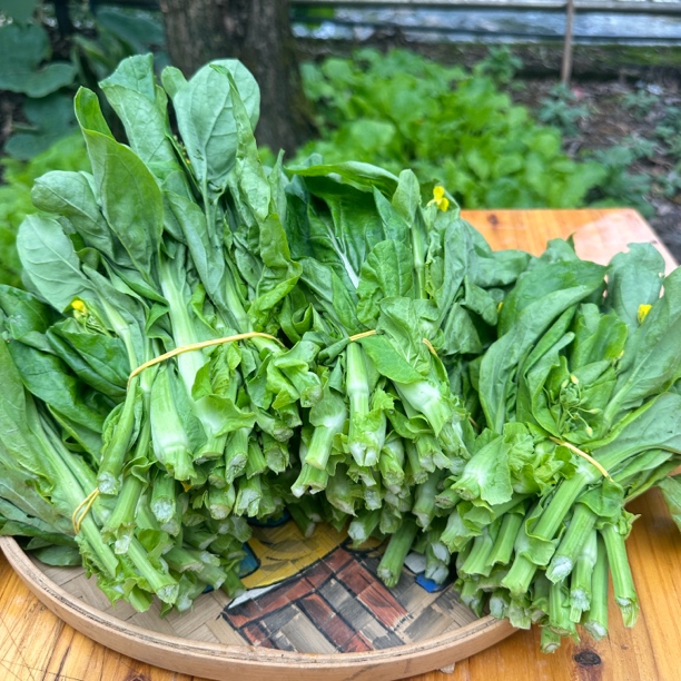 贵州高山新鲜白菜苔菜心时令蔬菜产地直发