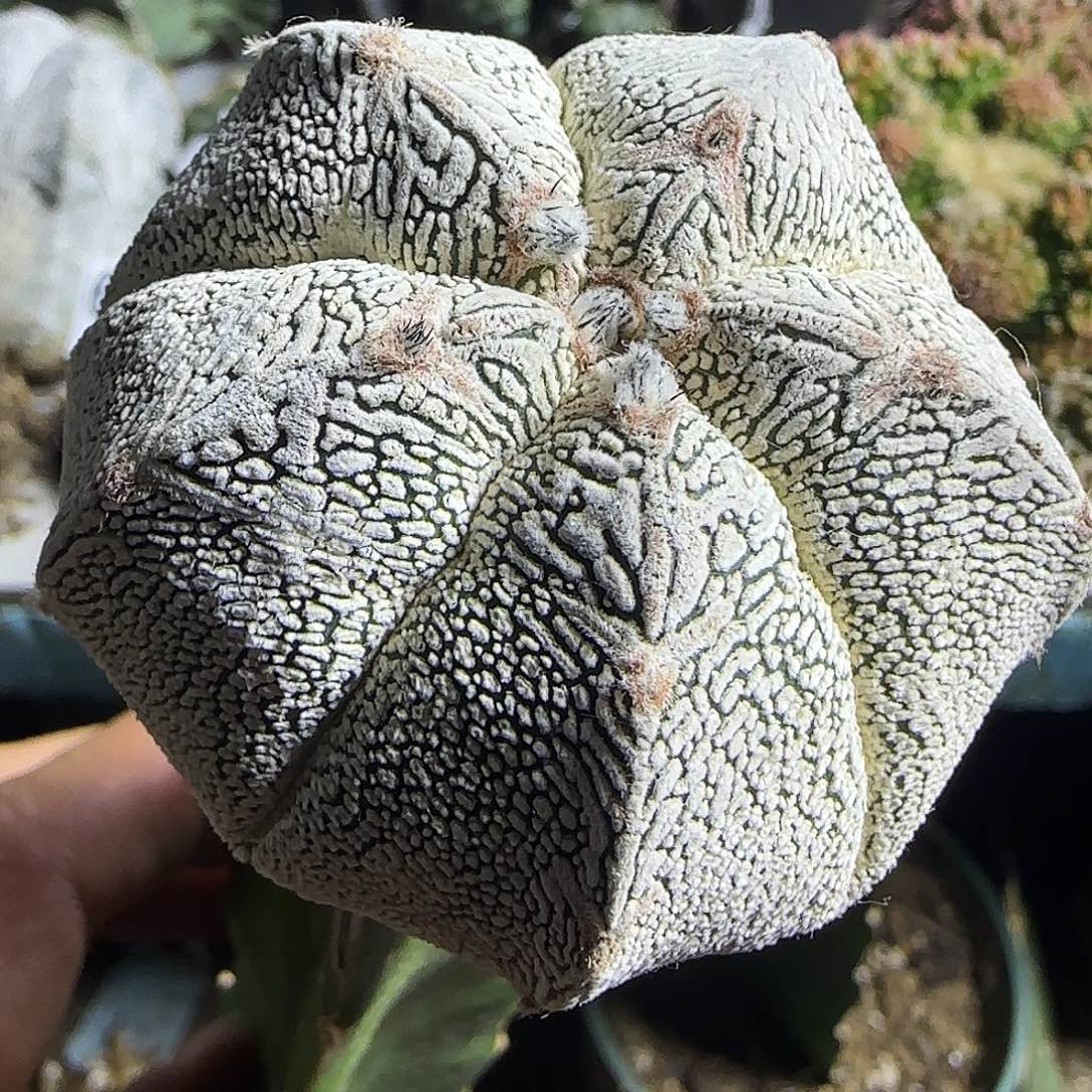 连线恩冢治697仙人球