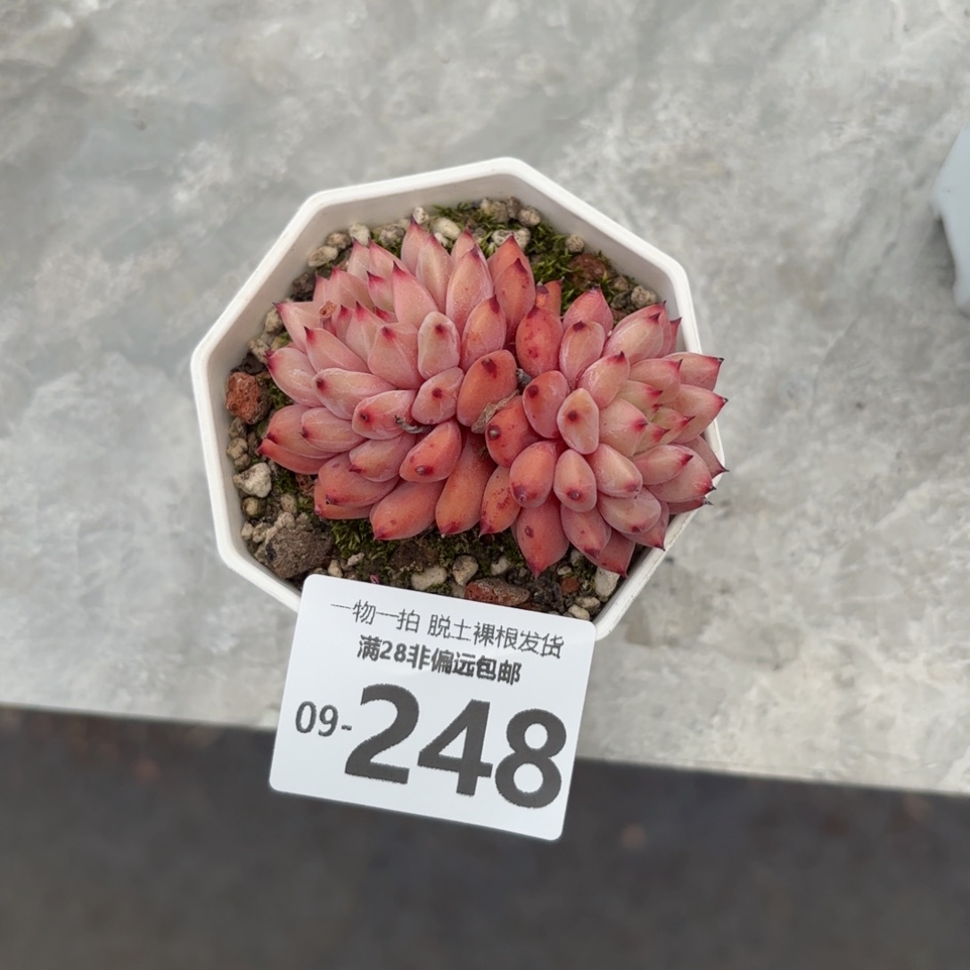 红精灵多肉多肉多肉