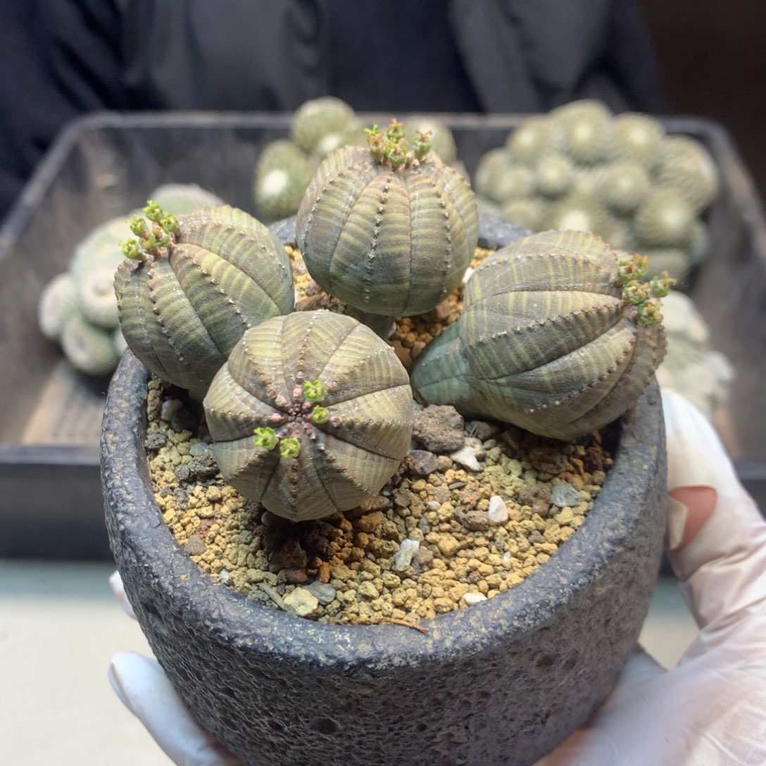    22号   自根 群生 欧布  