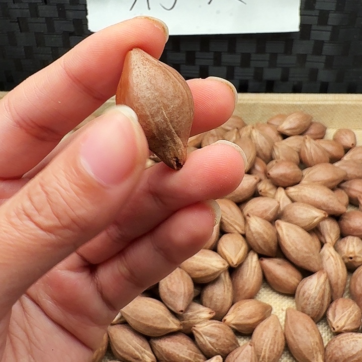 為***留橄榄核手串/手链橄榄