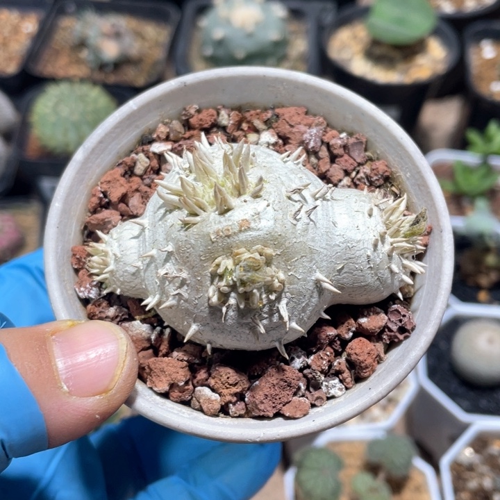 453惠比须笑块根