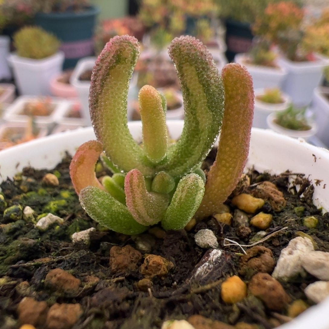 多肉植物枝干钻石黄锦拉丝锦
