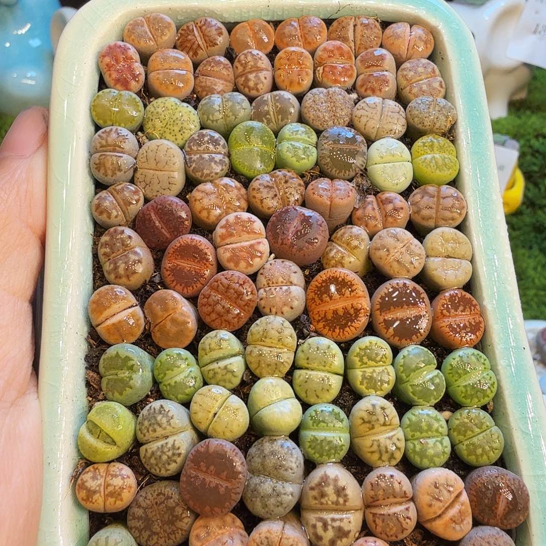 多肉植物福利款1442