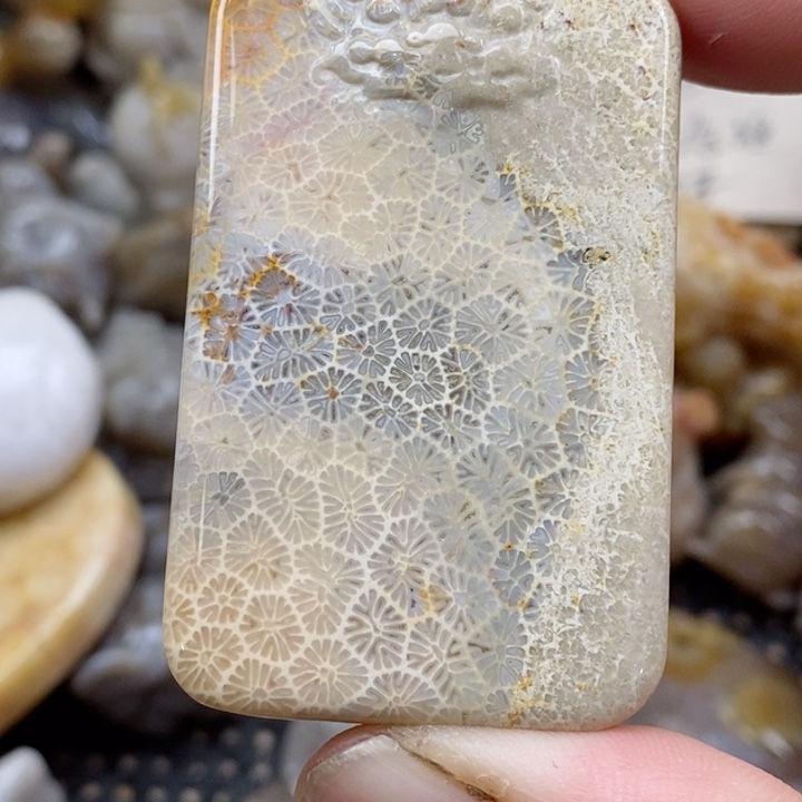 颈饰未镶嵌硅化珊瑚（珊瑚玉）