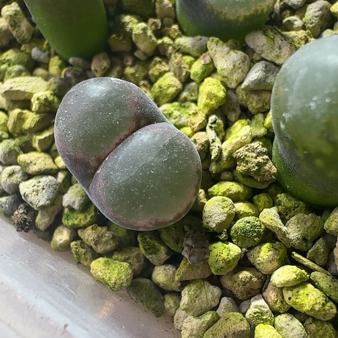 34号单头帕法德三年火大种源1.2