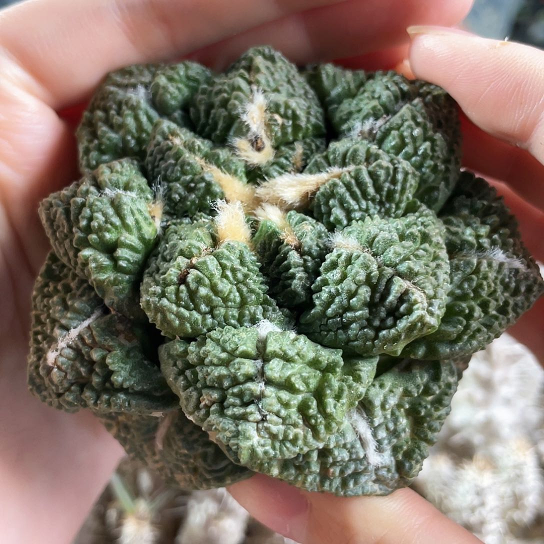 爱**秋2号酸菜龟甲牡丹1颗