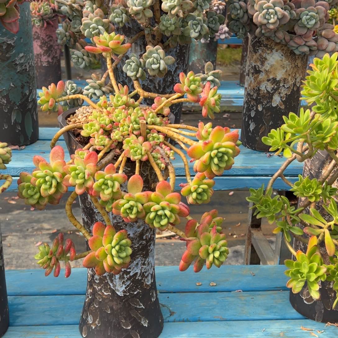 精品香格里拉妖桩 裸根