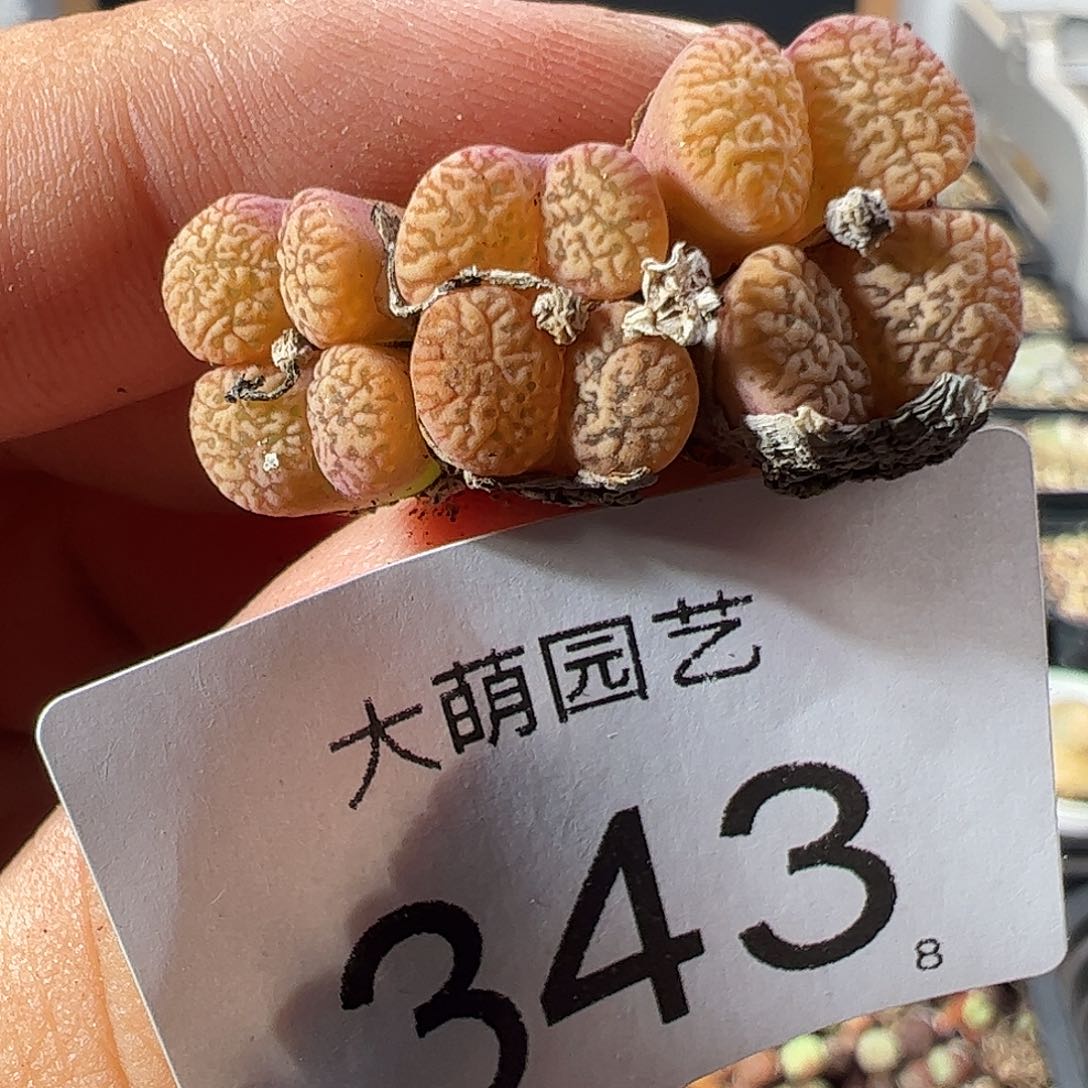 一物一拍。        343