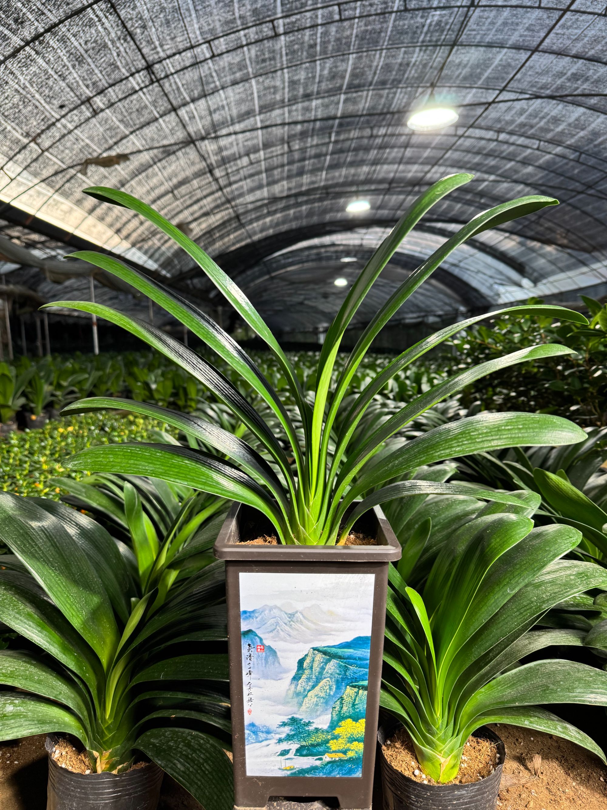 【当年开花】7-8年精品君子兰大苗带四方山水盆四季常青观叶绿植