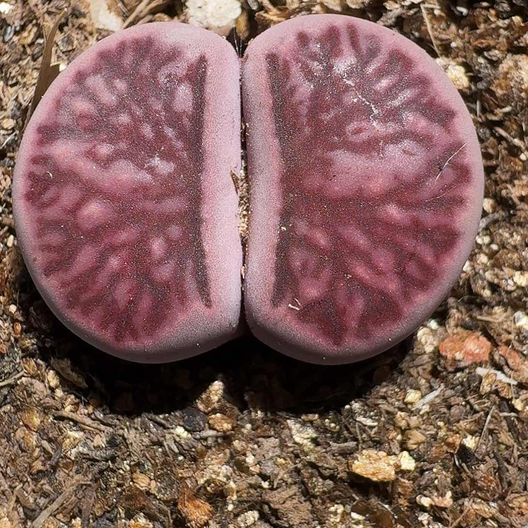 生石花等植物11111111。  223