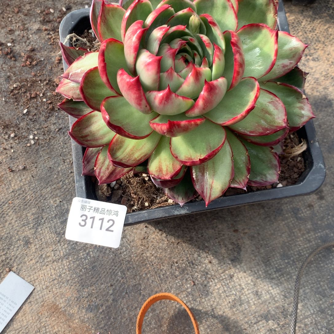 3112一物一拍17厘米外翻