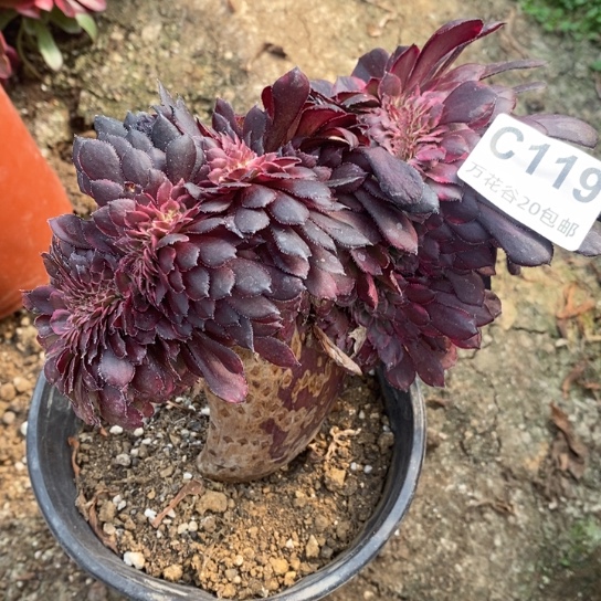 119黑金刚缀多肉植物