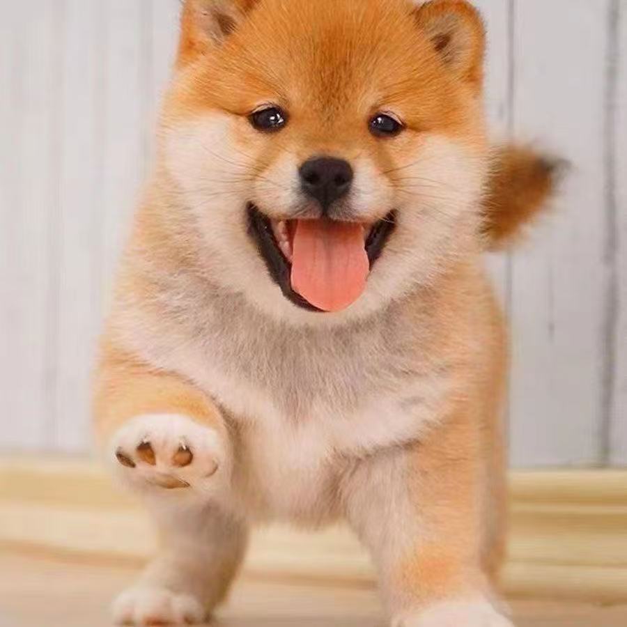 C柴犬幼犬宠物狗精品赤色小型小狗日本血统秋田活的现货可爱便宜