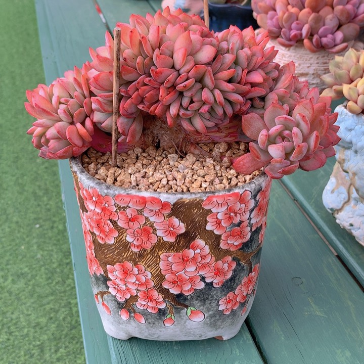 全明星小树朵朵缀自然无砍