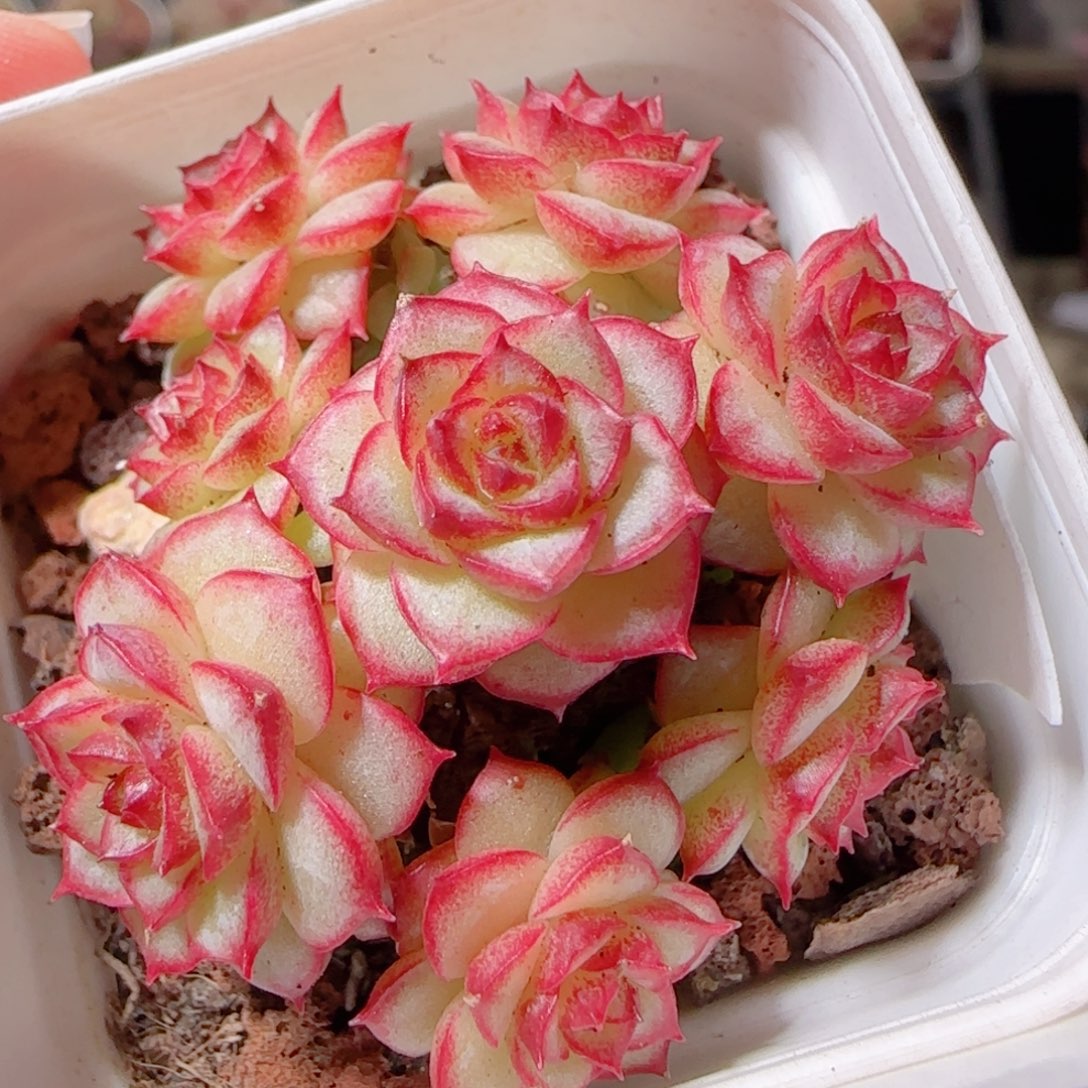 花语多肉1227-94散