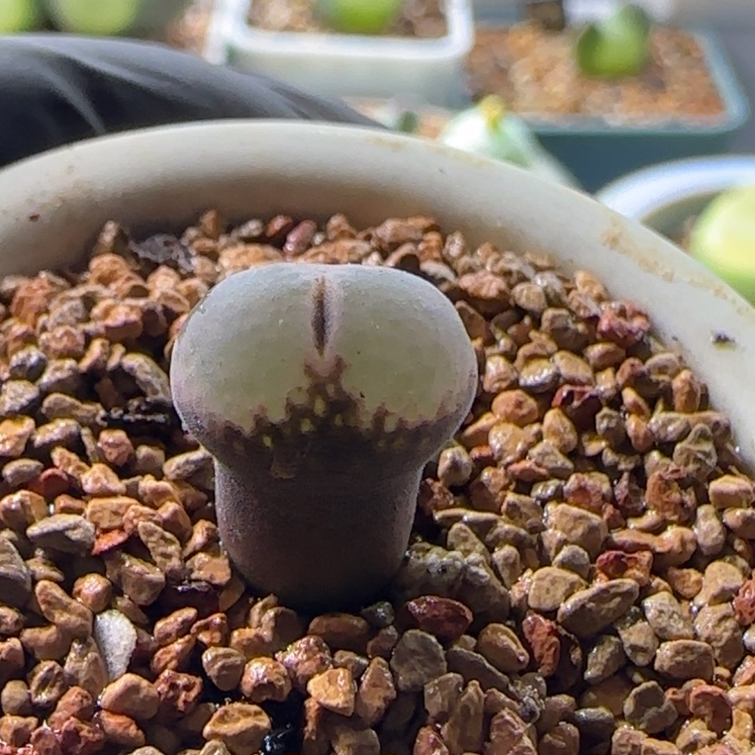 安格尼斯之眼。      