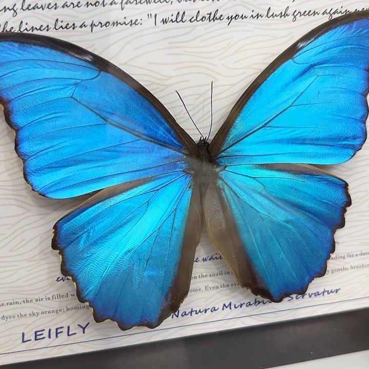 b***o蝴蝶标本定制版227