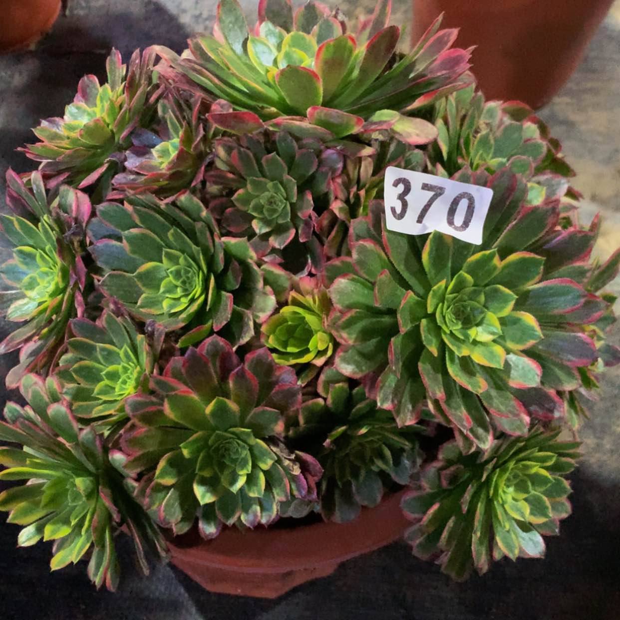 【闪购商品】370朝霞多肉