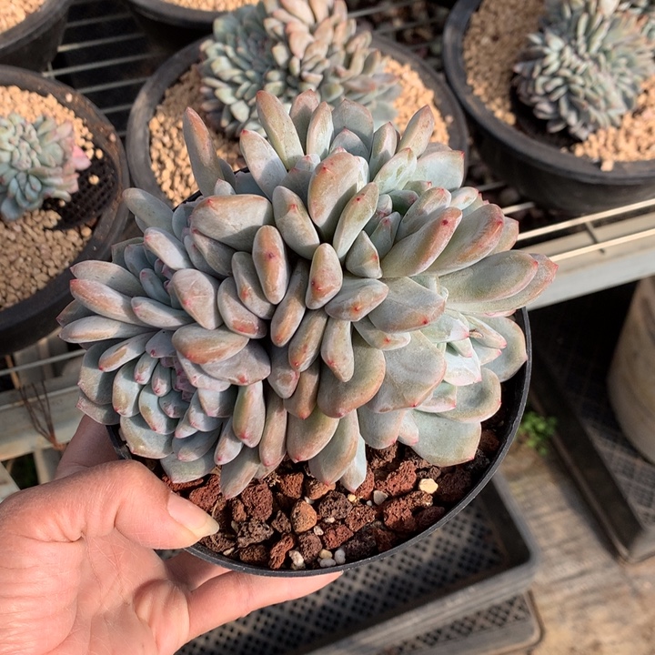 社***人123123朵朵缀嗯嗯嗯