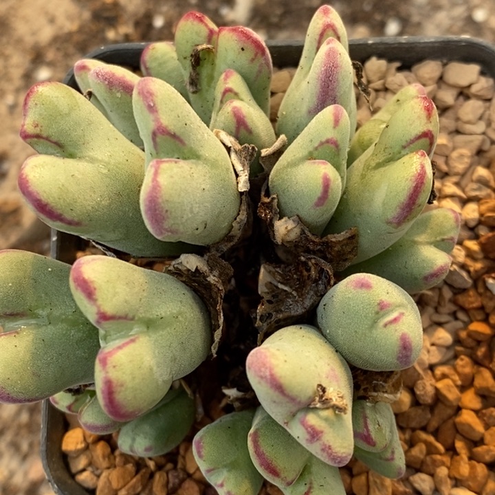 18125沙文利亚一群