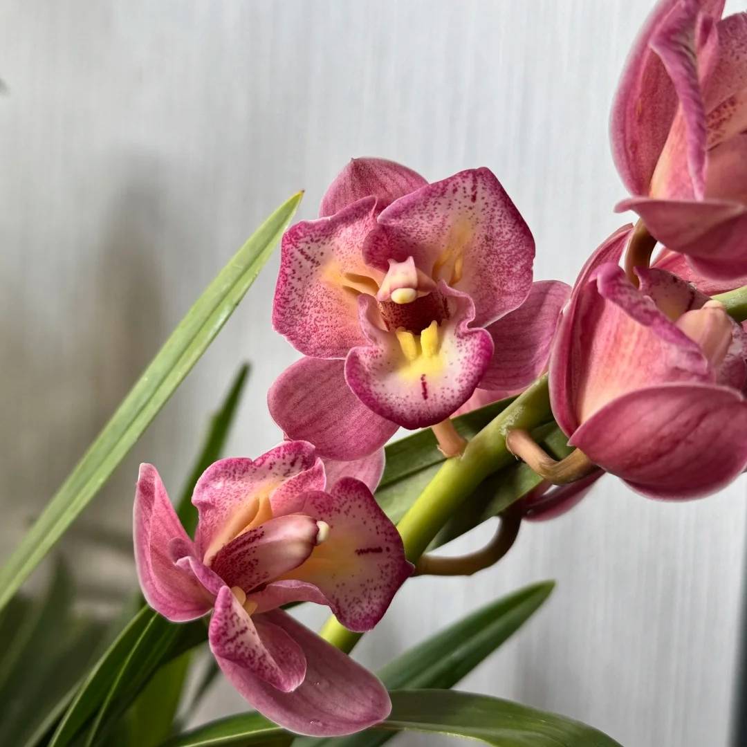 大花蕙兰【红色 三星碟】盆栽顺丰包邮植迷不误贵州基地直发