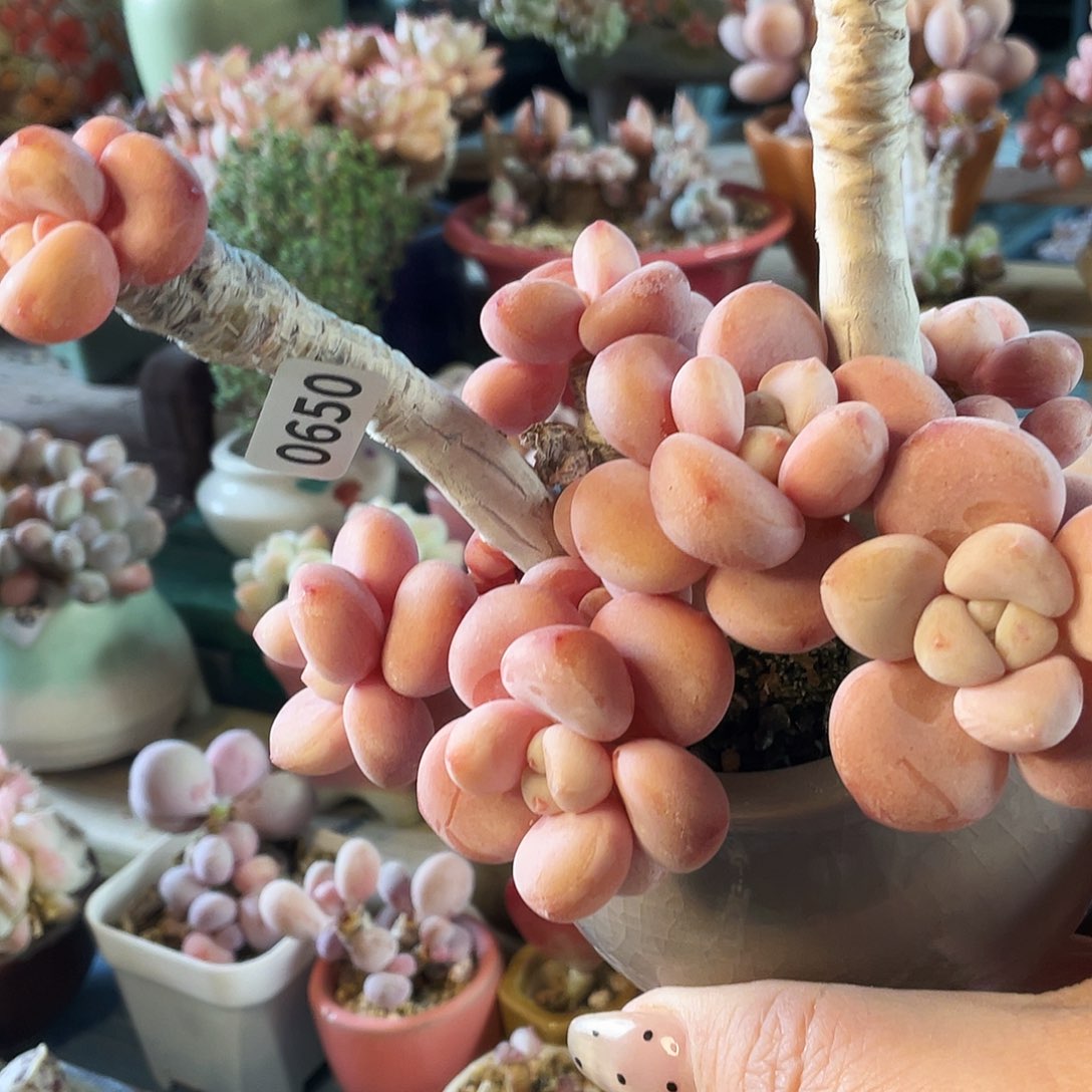 陌***…多肉植物的生长发育和生长发育等方面的