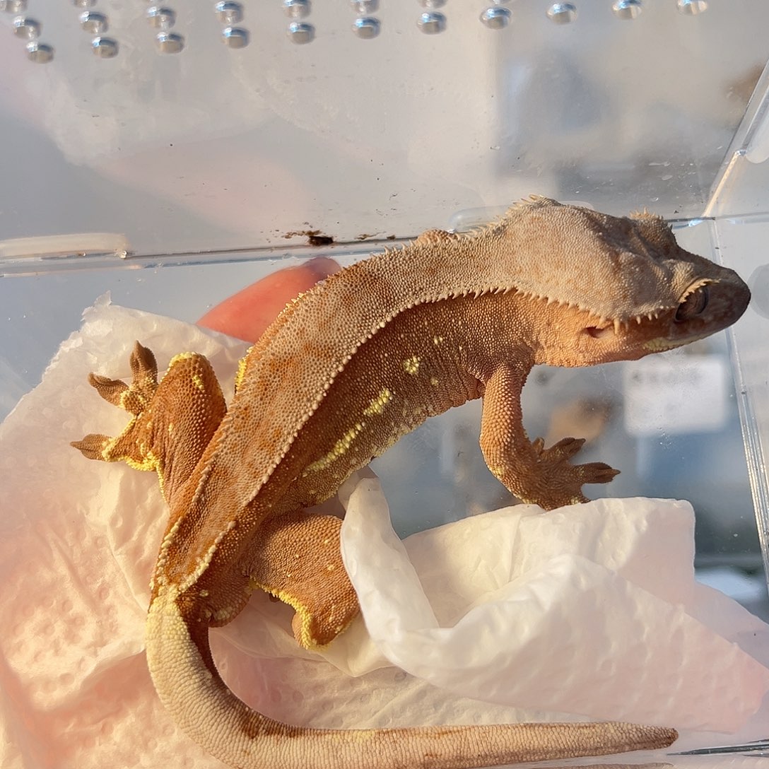 睫角守宫睫角守宫一物一图