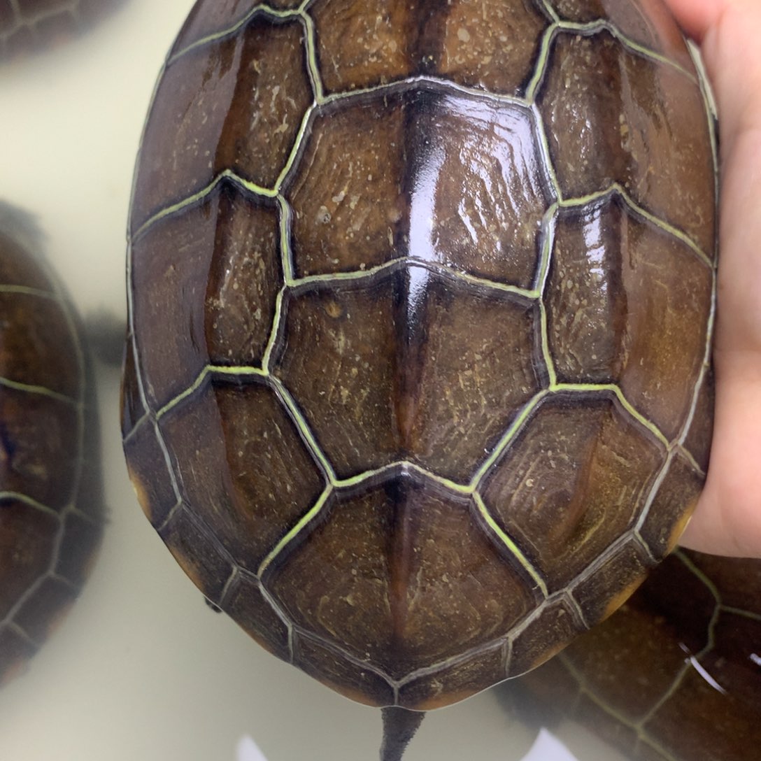 绿毛龟母中华草龟不分公母