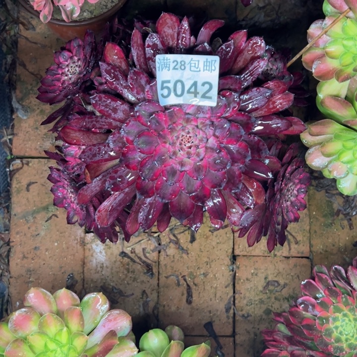 5042紫霞多肉植物