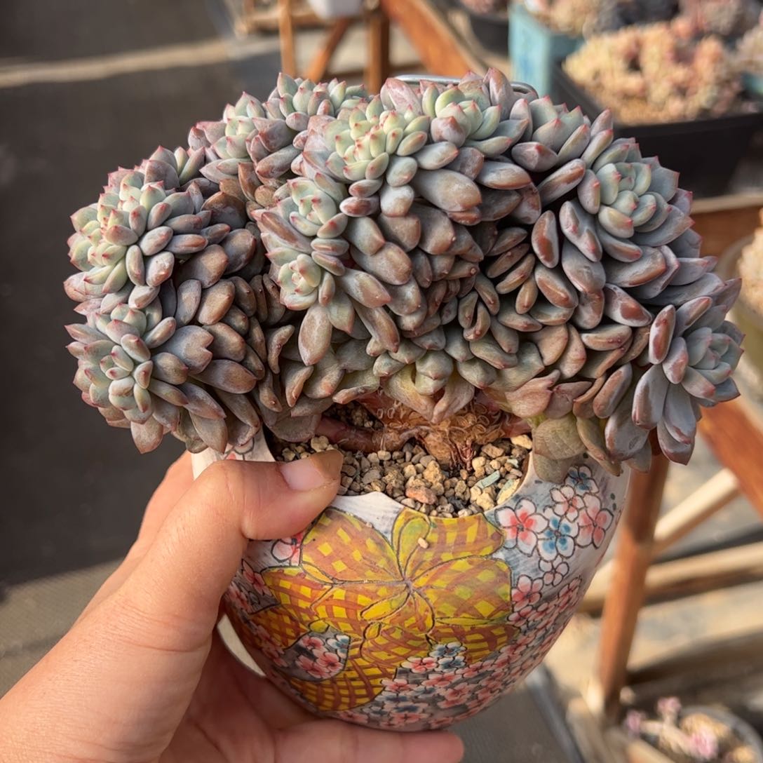 筱*一字鸡腿星影朵朵缀树-筱