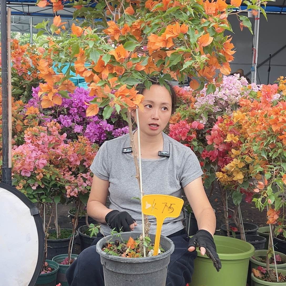 顺***意大部分花苞少量开放K75橙桑巴